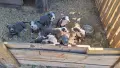 Кученца Американско Були/Питбул, снимка 2