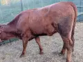 3 женски за клане , снимка 2