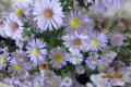  астра еригерон-градинска, снимка 1 - Градински цветя и растения - 38595942
