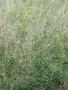 бали сено и слама, снимка 4