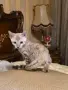 Бенгалски котета, снимка 1
