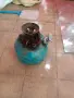 стар газов котлон, снимка 1