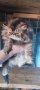 Персийски котета, снимка 7
