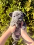 Френски булдог - Blue French Bulldog, снимка 2