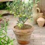 Маслина -Olea europaea Mini, снимка 1 - Градински цветя и растения - 40589519