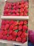 Расад ягоди и малини , снимка 9