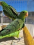 продавам чифт червенокрили папагали 2025 г, снимка 1