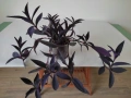 Алое Вера,сциндапсус,драцена,традесканция и хлорофитум, снимка 4