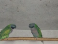 продавам папагали , снимка 5