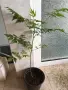 Мелия нийм растение , снимка 4