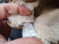 UGG боти номер 32.5, снимка 4