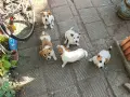 Джак Ръсел Jack Russell, снимка 2