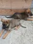 Малки немски овчарки!, снимка 7