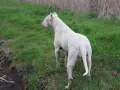 Кученца Дого Аржетино, снимка 18