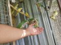 Ръчно хранени папагали монах  2023г , снимка 9