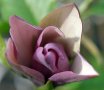 Magnolia Black Beauty - Черна красавица, снимка 4