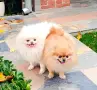 Женско топ померанче , снимка 9