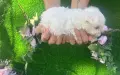 малтийска болонка, снимка 3
