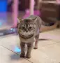 шотланска котка, снимка 1
