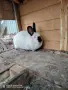 Продавам млади зайци, снимка 5