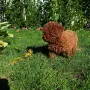Той пудел момиче., снимка 6