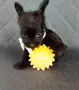 Floodle Frenchie, снимка 2