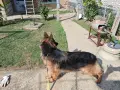Женска немска овчарка, снимка 4