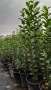 Лигуструм , снимка 2