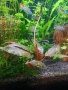 Аквариумни растения,охлюви, скариди , снимка 1