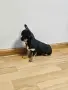 Мини момиче чихуахуа , снимка 3