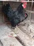 Декоративни кокошки, снимка 1