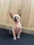 Котенца момичета и момчета канадски сфинкс, снимка 2