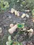 Продавам тиква Матилда на едро., снимка 5