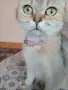 малки котенца почти на 40дни, снимка 5