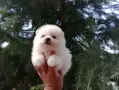 Чисто бели Померанчета. Реални снимки !!!, снимка 7