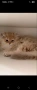 Британска котка  лилаво злато, снимка 1