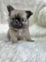 чихуахуа момиченце , снимка 5