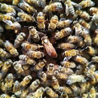 Свободно оплодени пчелни майки, снимка 7 - За пчели - 40812664