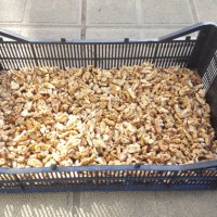 Градински орех и орехова ядка прясна реколта 2023, снимка 2 - Други - 30208711