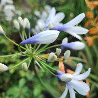 Агапантус Туистър (синьо-бял), снимка 3 - Градински цветя и растения - 42067264