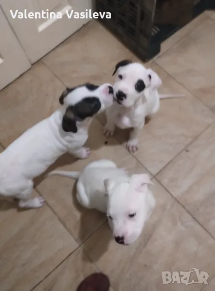 Малки дого  аржентино, снимка 1