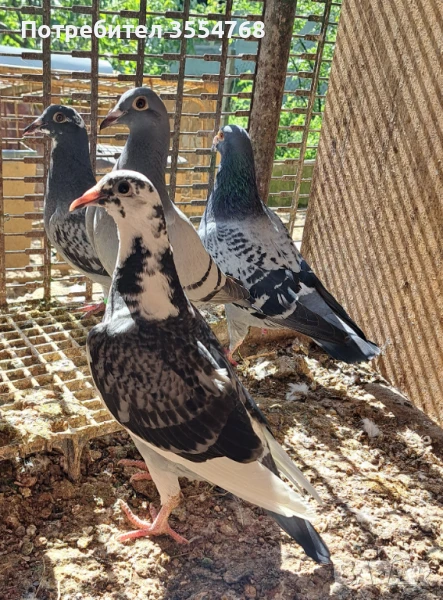 Продавам спортни гълъби , снимка 1