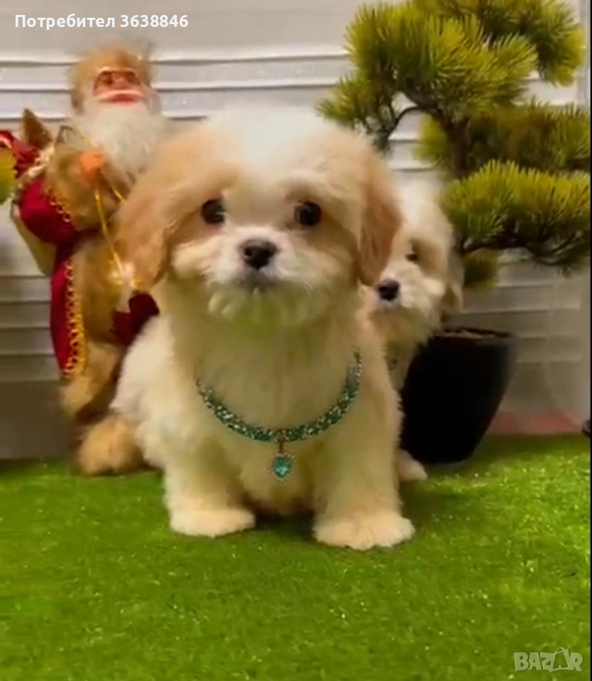 Малтипу, снимка 1