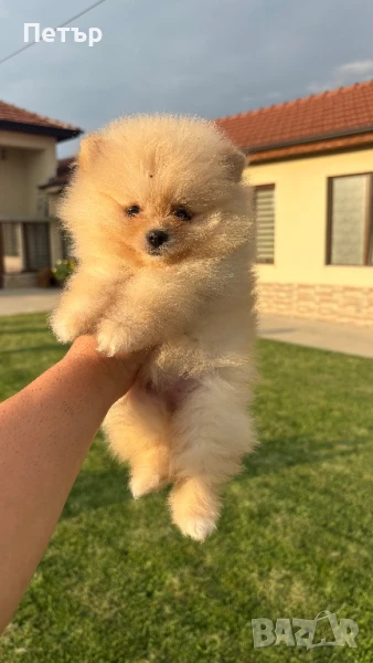 Померан , снимка 1