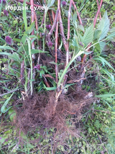 Разсад Малини ягоди на уникални цени , снимка 1