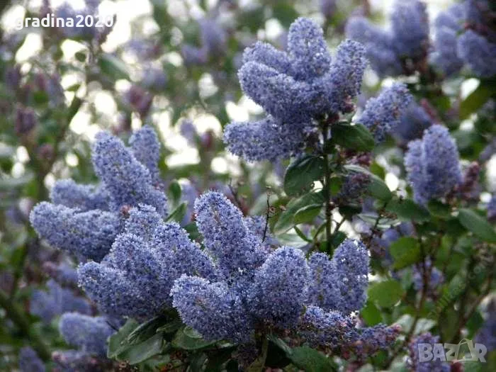 Цеанотусът (Ceanothus) или калифорнийският люляк Налични 3 вида, снимка 1