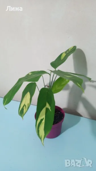 Ктенанте Луберсиана(Ctenanthe lubbersiana) , снимка 1