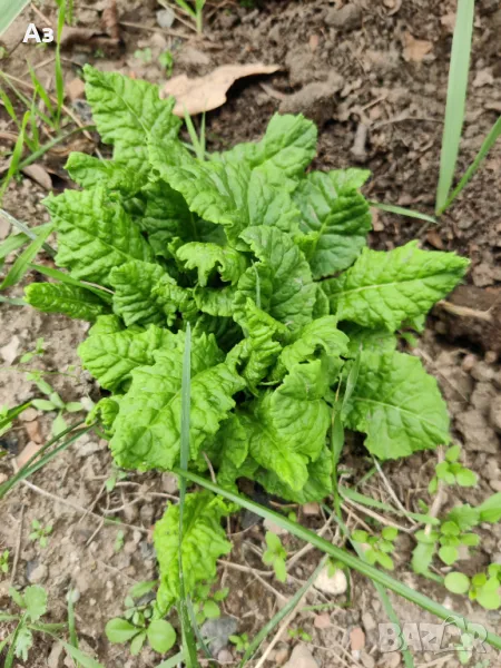 Продавам цветя Иглика (полска), снимка 1