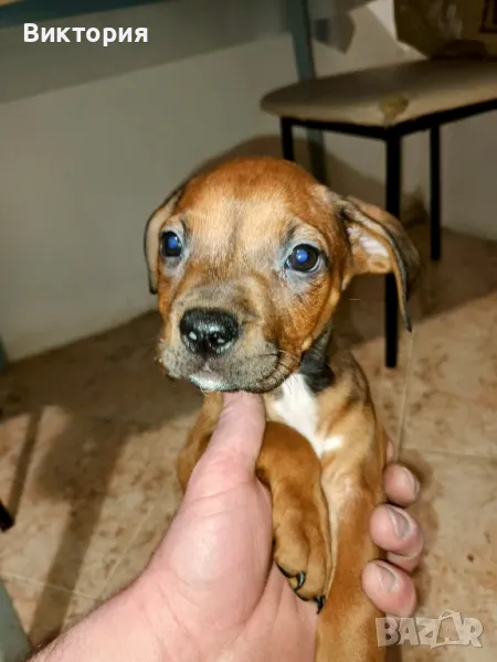 питбули, снимка 1