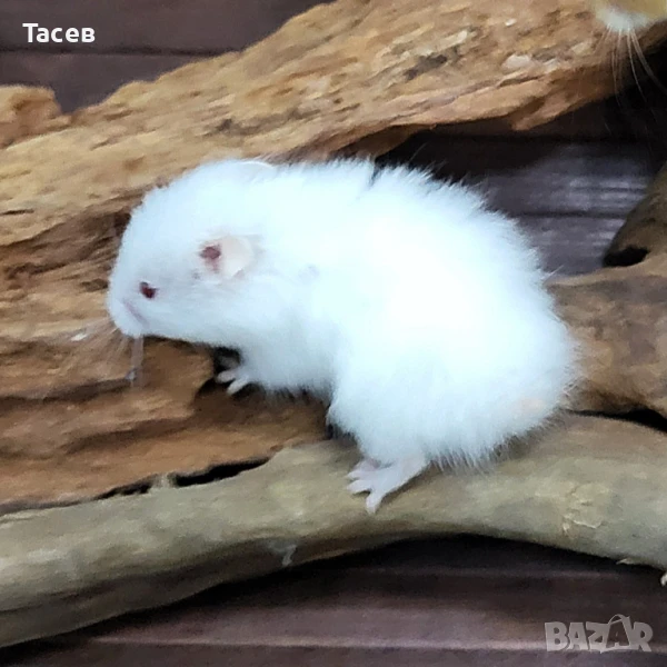 Хамстерчета, снимка 1